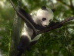 panda2