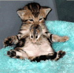 chat et souris
