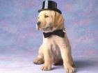c mon chien (lo)