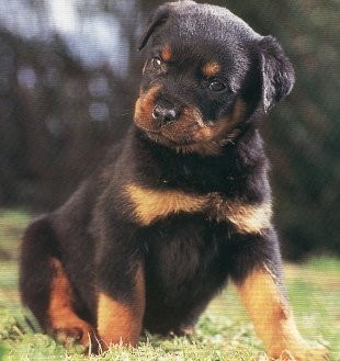 b&eacute;b&eacute; rot