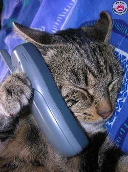 un chat o t&eacute;l&eacute;phone
